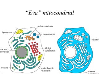 “ Eva” mitocondrial 