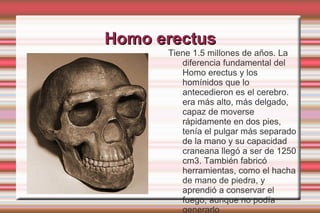 Homo erectus Tiene 1.5 millones de años. La diferencia fundamental del Homo erectus y los homínidos que lo antecedieron es el cerebro. era más alto, más delgado, capaz de moverse rápidamente en dos pies, tenía el pulgar más separado de la mano y su capacidad craneana llegó a ser de 1250 cm3. También fabricó herramientas, como el hacha de mano de piedra, y aprendió a conservar el fuego, aunque no podía generarlo 