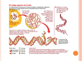 La evolución