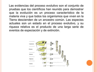 Las evidencias del proceso evolutivo son el conjunto de
pruebas que los científicos han reunido para demostrar
que la evolución es un proceso característico de la
materia viva y que todos los organismos que viven en la
Tierra descienden de un ancestro común. Las especies
actuales son un estado en el proceso evolutivo, y su
riqueza relativa es el producto de una larga serie de
eventos de especiación y de extinción.
 