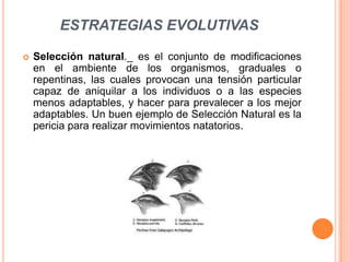 ESTRATEGIAS EVOLUTIVAS

   Selección natural._ es el conjunto de modificaciones
    en el ambiente de los organismos, graduales o
    repentinas, las cuales provocan una tensión particular
    capaz de aniquilar a los individuos o a las especies
    menos adaptables, y hacer para prevalecer a los mejor
    adaptables. Un buen ejemplo de Selección Natural es la
    pericia para realizar movimientos natatorios.
 