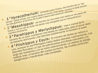 1°Hyracotherium:  conocido como  Coipus , del tamaño de un “fax terrear” patas cortas, con cuatro dedos al frente y tres atrás, aunque el dedo tercero es más grande y el primero de la pata trasera esta bastante reducido 2° Mesohippus:  del tamaño de una oveja; tres dedos en las patas del frente u uno en las de atrás; los dedos mas alargados que en Hyracotherium cojinete persistente 3°Parahippus y Meriychppus:  mas o menos de la tamaño de un poni; mantienen tres dedos en cada pata, pero el tercer dedo es bastante dominante y los laterales posiblemente no tocaban el suelo 4°Pliohippus y Equis:  El número de dedos se reduce a uno, aunque en los Pliohippus había dedos laterales rudimentarios. Los laterales formaban un par de sobrehuesos primitivos colocados a lo largo del metatarso y no se veían exteriormente. La cabeza se alarga todavía más, el tamaño del cuerpo aumenta, las muelas continúan alargándose y haciéndose más complejas.   