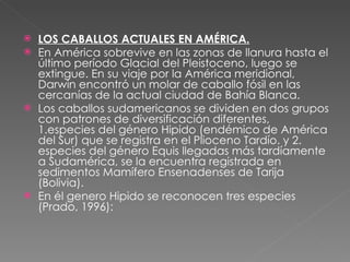 LOS CABALLOS ACTUALES EN AMÉRICA. En América sobrevive en las zonas de llanura hasta el último período Glacial del Pleistoceno, luego se extingue. En su viaje por la América meridional, Darwin encontró un molar de caballo fósil en las cercanías de la actual ciudad de Bahía Blanca.  Los caballos sudamericanos se dividen en dos grupos con patrones de diversificación diferentes, 1.especies del género Hipido (endémico de América del Sur) que se registra en el Plioceno Tardío. y 2. especies del género Equis llegadas más tardíamente a Sudamérica, se la encuentra registrada en sedimentos Mamífero Ensenadenses de Tarija (Bolivia).  En él genero Hipido se reconocen tres especies (Prado, 1996):  