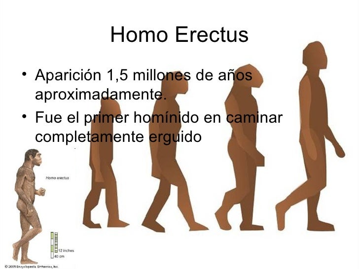 Evolucion Del Hombre Etapas , Los cuatro episodios clave de la ...
