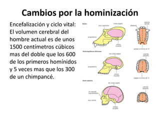 Cambios por la hominización
Encefalización y ciclo vital:
El volumen cerebral del
hombre actual es de unos
1500 centímetros cúbicos
mas del doble que los 600
de los primeros homínidos
y 5 veces mas que los 300
de un chimpancé.

 