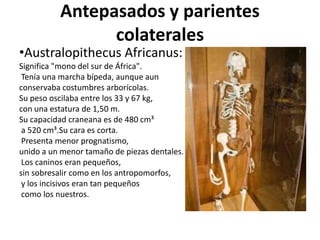 Antepasados y parientes
colaterales

•Australopithecus Africanus:

Significa "mono del sur de África".
Tenía una marcha bípeda, aunque aun
conservaba costumbres arborícolas.
Su peso oscilaba entre los 33 y 67 kg,
con una estatura de 1,50 m.
Su capacidad craneana es de 480 cm³
a 520 cm³.Su cara es corta.
Presenta menor prognatismo,
unido a un menor tamaño de piezas dentales.
Los caninos eran pequeños,
sin sobresalir como en los antropomorfos,
y los incisivos eran tan pequeños
como los nuestros.

 