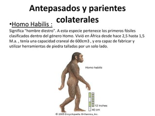 Antepasados y parientes
colaterales
•Homo Habilis :
Significa "hombre diestro". A esta especie pertenece los primeros fósiles
clasificados dentro del género Homo. Vivió en África desde hace 2,5 hasta 1,5
M.a. , tenía una capacidad craneal de 600cm3 , y era capaz de fabricar y
utilizar herramientas de piedra talladas por un solo lado.

 