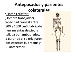 Antepasados y parientes
colaterales

• Homo Ergaster :
(Hombre trabajador),
capacidad craneal entre
800 y 1000 cm3, fabricaba
herramientas de piedra
tallada por ambos lados,
a partir de él se originaron
dos especies H. erectus y
H. antecessor.

 