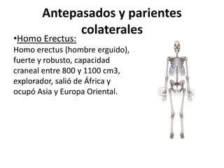 Antepasados y parientes
colaterales

•Homo Erectus:

Homo erectus (hombre erguido),
fuerte y robusto, capacidad
craneal entre 800 y 1100 cm3,
explorador, salió de África y
ocupó Asia y Europa Oriental.

 