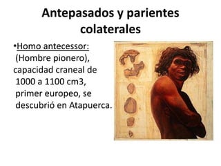 Antepasados y parientes
colaterales
•Homo antecessor:
(Hombre pionero),
capacidad craneal de
1000 a 1100 cm3,
primer europeo, se
descubrió en Atapuerca.

 