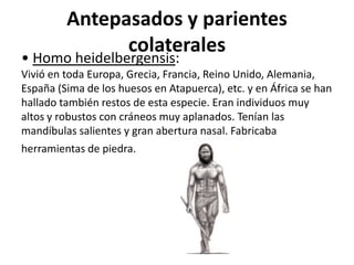 Antepasados y parientes
colaterales

• Homo heidelbergensis:

Vivió en toda Europa, Grecia, Francia, Reino Unido, Alemania,
España (Sima de los huesos en Atapuerca), etc. y en África se han
hallado también restos de esta especie. Eran individuos muy
altos y robustos con cráneos muy aplanados. Tenían las
mandíbulas salientes y gran abertura nasal. Fabricaba
herramientas de piedra.

 