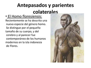 Antepasados y parientes
colaterales

• El Homo floresiensis:

Recientemente se ha descrito una
nueva especie del género homo.
Se distingue por el pequeño
tamaño de su cuerpo, y del
cerebro y al parecer fue
contemporáneo de los humanos
modernos en la isla indonesia
de Flores.

 