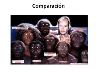 Comparación

 
