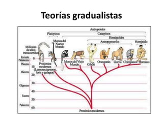 Teorías gradualistas

 