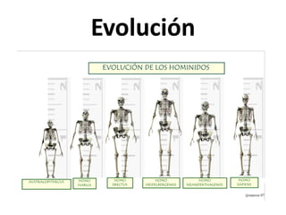 Evolución

 