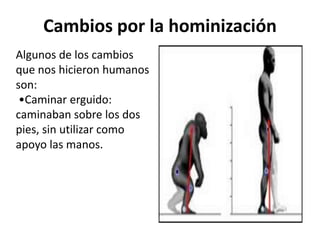Cambios por la hominización
Algunos de los cambios
que nos hicieron humanos
son:
•Caminar erguido:
caminaban sobre los dos
pies, sin utilizar como
apoyo las manos.

 