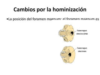 Cambios por la hominización

•La posición del foramen magnum: el foramen magnum es e

 