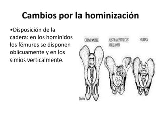 Cambios por la hominización
•Disposición de la
cadera: en los homínidos
los fémures se disponen
oblicuamente y en los
simios verticalmente.

 