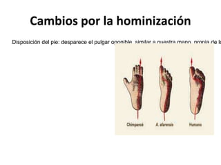 Cambios por la hominización

Disposición del pie: desparece el pulgar oponible, similar a nuestra mano, propia de lo



 