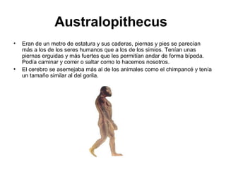 Australopithecus
•

•

Eran de un metro de estatura y sus caderas, piernas y pies se parecían
más a los de los seres humanos que a los de los simios. Tenían unas
piernas erguidas y más fuertes que les permitían andar de forma bípeda.
Podía caminar y correr o saltar como lo hacemos nosotros.
El cerebro se asemejaba más al de los animales como el chimpancé y tenía
un tamaño similar al del gorila.

 