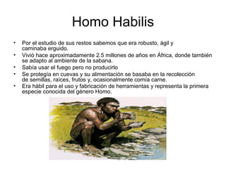 Homo Habilis
•
•
•
•
•

Por el estudio de sus restos sabemos que era robusto, ágil y
caminaba erguido.
Vivió hace aproximadamente 2.5 millones de años en África, donde también
se adapto al ambiente de la sabana.
Sabía usar el fuego pero no producirlo
Se protegía en cuevas y su alimentación se basaba en la recolección
de semillas, raíces, frutos y, ocasionalmente comía carne.
Era hábil para el uso y fabricación de herramientas y representa la primera
especie conocida del género Homo.

 