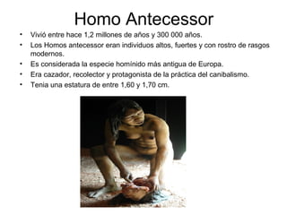 Homo Antecessor
•
•
•
•
•

Vivió entre hace 1,2 millones de años y 300 000 años.
Los Homos antecessor eran individuos altos, fuertes y con rostro de rasgos
modernos.
Es considerada la especie homínido más antigua de Europa.
Era cazador, recolector y protagonista de la práctica del canibalismo.
Tenia una estatura de entre 1,60 y 1,70 cm.

 