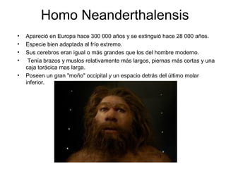 Homo Neanderthalensis
•
•
•
•
•

Apareció en Europa hace 300 000 años y se extinguió hace 28 000 años.
Especie bien adaptada al frío extremo.
Sus cerebros eran igual o más grandes que los del hombre moderno.
Tenía brazos y muslos relativamente más largos, piernas más cortas y una
caja torácica mas larga.
Poseen un gran "moño" occipital y un espacio detrás del último molar
inferior.

 
