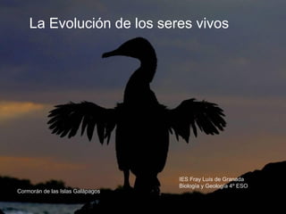 La Evolución de los seres vivos




                                  IES Fray Luís de Granada
                                  Biología y Geología 4º ESO
Cormorán de las Islas Galápagos
 