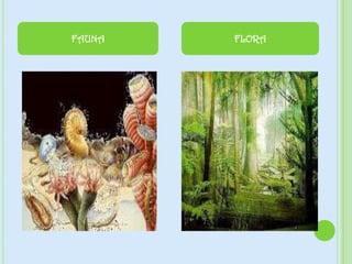 FAUNA FLORA
 