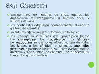 ERA CENOZOICA
 Empezó hace 65 millones de años, cuando los
dinosaurios se extinguieron, y finalizó hace 1,7
millones de años.
 Los continentes adquieren, paulatinamente, el aspecto
y situación actuales.
 La vida mamífera empezó a dominar en la Tierra.
 Los principales mamíferos que aparecieron fueron
los marsupiales, los insectívoros, los lémures,
los creodontos (ancestro carnívoro común de todos
los félidos y los cánidos) y animales ungulados
primitivos a partir de los cuales fueron evolucionando
diversos grupos como los caballos, los rinocerontes,
los cerdos y los camellos.
 