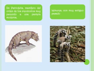 Un Patriofelis, mamífero del
orden de los creodontos muy
parecido a una pantera
moderna.
Lémures, con muy antiguo
pasado
 