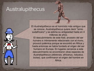 AustralupithecusEl Australopithecus es el homínido más antiguo que se conoce. Australopithecus quiere decir "simio sudafricano" y se estima su antigüedad hasta en 4 millones de años. El descubrimiento de este fósil, ancestro del ser humano e íntimamente relacionado con el mono, provocó polémica porque se encontró en África y hasta entonces se había fundado el origen del ser humano en Europa. En lugares cercanos a este descubrimiento se encontraron otras especies de Australopithecus (afarensis, africanus, robustus, boisei), que confirmaron el origen del hombre en África. 
