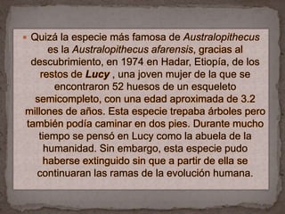 Quizá la especie más famosa de Australopithecus es la Australopithecusafarensis, gracias al descubrimiento, en 1974 en Hadar, Etiopía, de los restos de Lucy , una joven mujer de la que se encontraron 52 huesos de un esqueleto semicompleto, con una edad aproximada de 3.2 millones de años. Esta especie trepaba árboles pero también podía caminar en dos pies. Durante mucho tiempo se pensó en Lucy como la abuela de la humanidad. Sin embargo, esta especie pudo haberse extinguido sin que a partir de ella se continuaran las ramas de la evolución humana. 