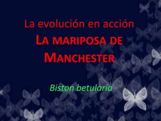 La evolución en acción
LA MARIPOSA DE
MANCHESTER
Biston betularia
 