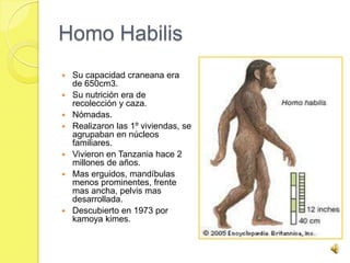 Homo Habilis
   Su capacidad craneana era
    de 650cm3.
   Su nutrición era de
    recolección y caza.
   Nómadas.
   Realizaron las 1º viviendas, se
    agrupaban en núcleos
    familiares.
   Vivieron en Tanzania hace 2
    millones de años.
   Mas erguidos, mandíbulas
    menos prominentes, frente
    mas ancha, pelvis mas
    desarrollada.
   Descubierto en 1973 por
    kamoya kimes.
 