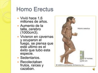 Homo Erectus
   Vivió hace 1,6
    millones de años.
   Aumento de la
    talla, cerebro
    (1000cm3).
   Vivieron en cavernas
    y ocuparon el
    fuego, se piensa que
    este ultimo es el
    éxito que tubo esta
    especie.
   Sedentarios.
   Recolectaban
    frutos, raíces y
    cazaban.
 