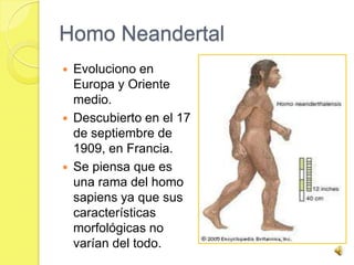 Homo Neandertal
   Evoluciono en
    Europa y Oriente
    medio.
   Descubierto en el 17
    de septiembre de
    1909, en Francia.
   Se piensa que es
    una rama del homo
    sapiens ya que sus
    características
    morfológicas no
    varían del todo.
 