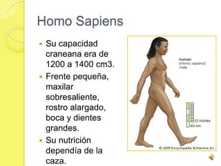 Homo Sapiens
 Su capacidad
  craneana era de
  1200 a 1400 cm3.
 Frente pequeña,
  maxilar
  sobresaliente,
  rostro alargado,
  boca y dientes
  grandes.
 Su nutrición
  dependía de la
  caza.
 