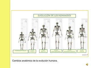 Cambios anatómico de la evolución humana.
 