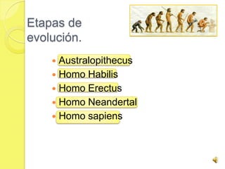 Etapas de
evolución.
     Australopithecus
     Homo Habilis
     Homo Erectus
     Homo Neandertal
     Homo sapiens
 