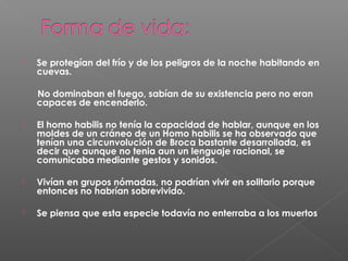  Se protegían del frío y de los peligros de la noche habitando en
cuevas.
No dominaban el fuego, sabían de su existencia pero no eran
capaces de encenderlo.
 El homo habilis no tenía la capacidad de hablar, aunque en los
moldes de un cráneo de un Homo habilis se ha observado que
tenían una circunvolución de Broca bastante desarrollada, es
decir que aunque no tenia aun un lenguaje racional, se
comunicaba mediante gestos y sonidos.
 Vivían en grupos nómadas, no podrían vivir en solitario porque
entonces no habrían sobrevivido.
 Se piensa que esta especie todavía no enterraba a los muertos
 