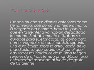  Usaban mucho sus dientes anteriores como
herramienta, casi como una tercera mano.
El desgaste era enorme, hasta tal punto
que en la treintena ya habían desgastado
la corona. Probablemente utilizaban sus
quijadas para sujetar cosas, así como para
comer vegetales sin cocinar. Esto suponía
una dura carga sobre la articulación de la
mandíbula, lo que podría explicar el que
casi todos los individuos de la Sima tengan
señales de artrosis temporomandibular, una
enfermedad asociada al fuerte desgaste
de los dientes
 