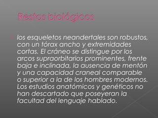  los esqueletos neandertales son robustos,
con un tórax ancho y extremidades
cortas. El cráneo se distingue por los
arcos supraorbitarios prominentes, frente
baja e inclinada, la ausencia de mentón
y una capacidad craneal comparable
o superior a la de los hombres modernos.
Los estudios anatómicos y genéticos no
han descartado que poseyeran la
facultad del lenguaje hablado.
 