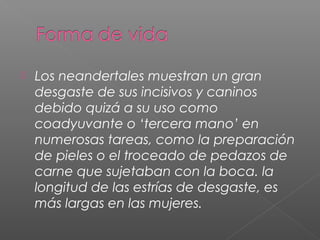  Los neandertales muestran un gran
desgaste de sus incisivos y caninos
debido quizá a su uso como
coadyuvante o ‘tercera mano’ en
numerosas tareas, como la preparación
de pieles o el troceado de pedazos de
carne que sujetaban con la boca. la
longitud de las estrías de desgaste, es
más largas en las mujeres.
 