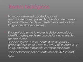  La mayor novedad aportada por los
australopitecos es que se desplazaban de manera
bípeda. El tamaño de su cerebro era similar al de
los grandes simios actuales.
 Es aceptado entre la mayoría de la comunidad
científica que puede ser uno de los ancestros del
género Homo.
Bípedo erguido, era de contextura delgada y
grácil, de talla entre 120 y 150 cm, y peso entre 33 y
67 kg, diferente a nosotros en varios aspectos:
Capacidad craneal bastante menor: 375 a 550
c.c.
 