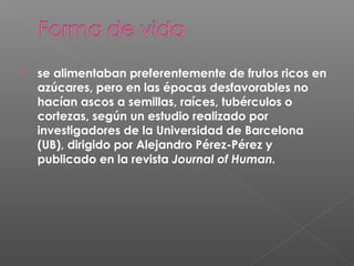  se alimentaban preferentemente de frutos ricos en
azúcares, pero en las épocas desfavorables no
hacían ascos a semillas, raíces, tubérculos o
cortezas, según un estudio realizado por
investigadores de la Universidad de Barcelona
(UB), dirigido por Alejandro Pérez-Pérez y
publicado en la revista Journal of Human.
 