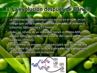 3. La evolución después de Darwin
• La información del individuo está escrita en el ADN, en un
código que utiliza cuatro bases nitrogenadas (A (Adenina), C
(citosina), G(Guanina) y T (Timina).
• Todas las células de un individuo tienen el mismo ADN,
porque todas se han formado a partir del cigoto por divisiones
sucesivas (mitosis).
• Si se comete un error en el copiado (para que se divida una
célula debe de duplicar su ADN y para eso hay que copiarlo)
se habrá producido una mutación.
 