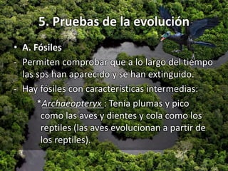 5. Pruebas de la evolución
• A. Fósiles
- Permiten comprobar que a lo largo del tiempo
las sps han aparecido y se han extinguido.
- Hay fósiles con características intermedias:
*Archaeopteryx : Tenía plumas y pico
como las aves y dientes y cola como los
reptiles (las aves evolucionan a partir de
los reptiles).
 