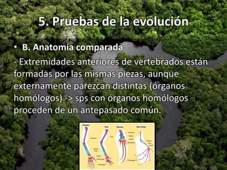 5. Pruebas de la evolución
• B. Anatomía comparada
- Extremidades anteriores de vertebrados están
formadas por las mismas piezas, aunque
externamente parezcan distintas (órganos
homólogos) -> sps con órganos homólogos
proceden de un antepasado común.
 
