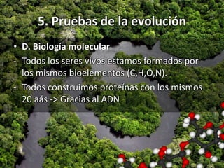 5. Pruebas de la evolución
• D. Biología molecular
- Todos los seres vivos estamos formados por
los mismos bioelementos (C,H,O,N).
- Todos construimos proteínas con los mismos
20 aás -> Gracias al ADN
 